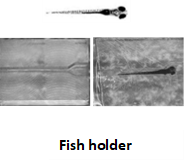 Zebrafish VOR(图1)